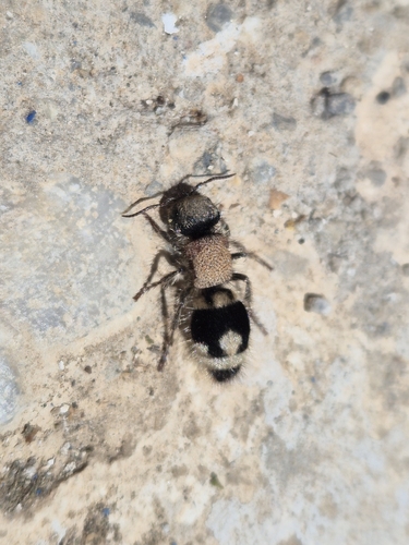 Ronisia brutia minoensis
