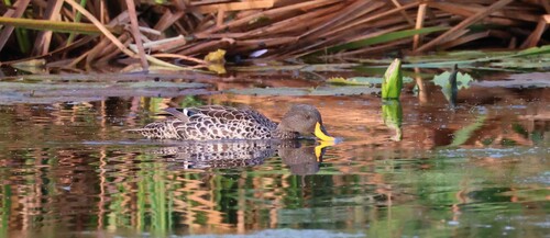 iNaturalist image