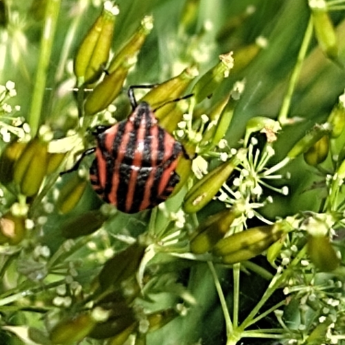 European Striped Shield Bug