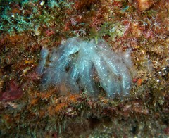 Clavelina oblonga