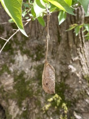 Callosamia promethea