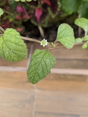 Lippia dulcis