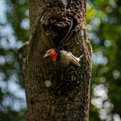Lybius torquatus torquatus