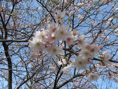 Cerasus