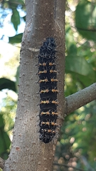 Nudaurelia wahlbergii