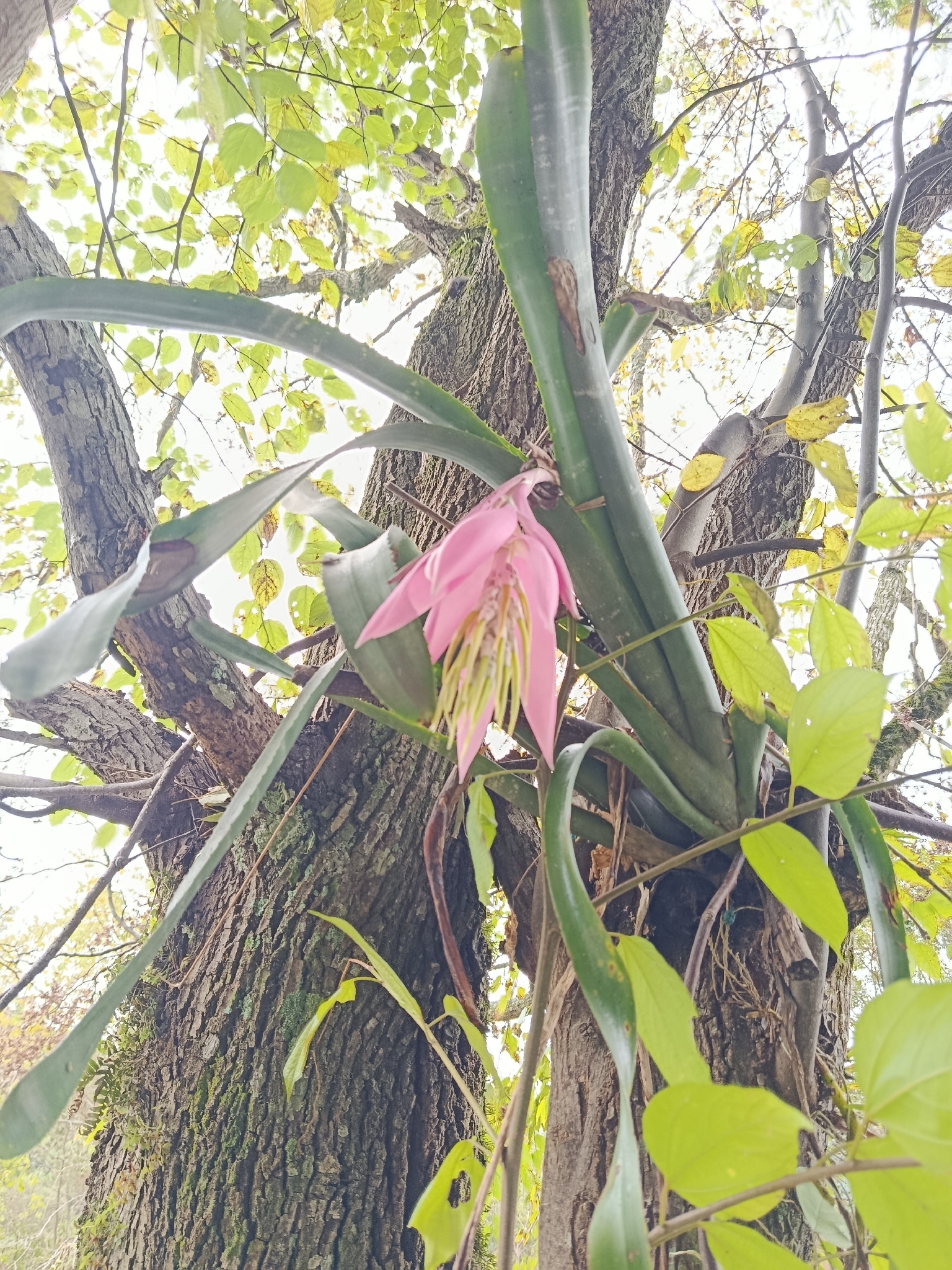 Billbergia zebrina