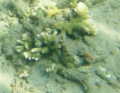 Montipora digitata