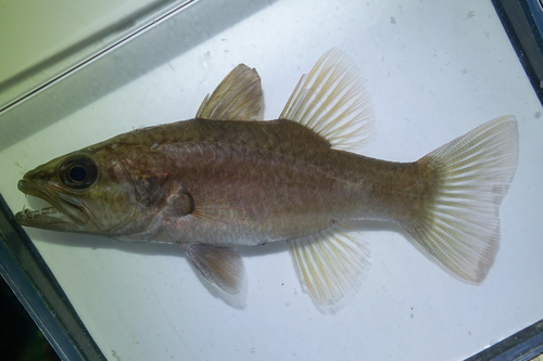 Cheilodipterus singapurensis observed 2026-05-25