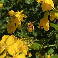 Amegilla bombiformis