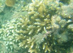 Isopora brueggemanni