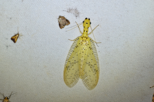 Chloronia mirifica photo 4