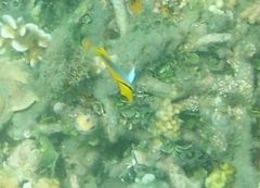 Chaetodontidae