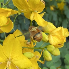 Amegilla bombiformis