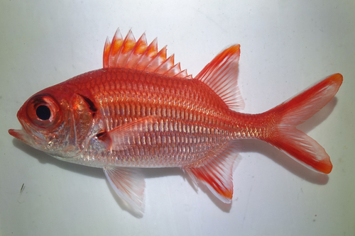 Myripristis pralinia observed 2026-05-25