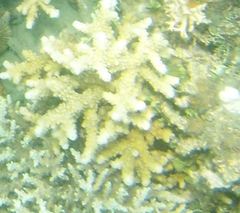 Isopora brueggemanni