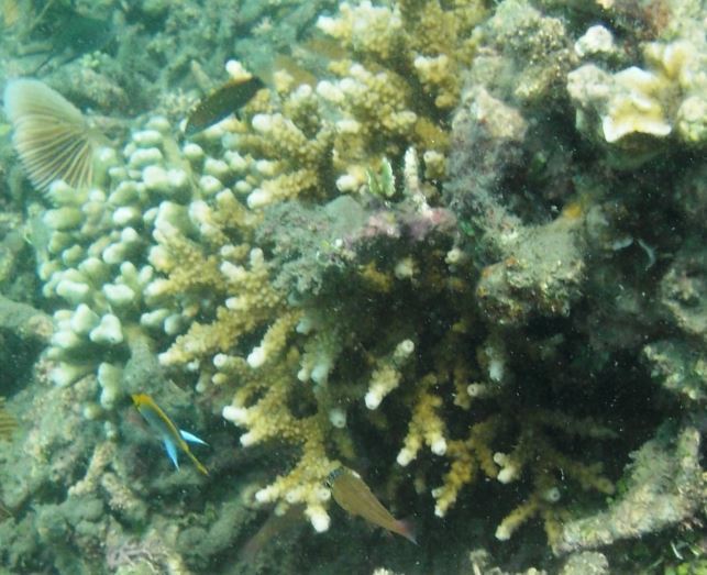Isopora brueggemanni