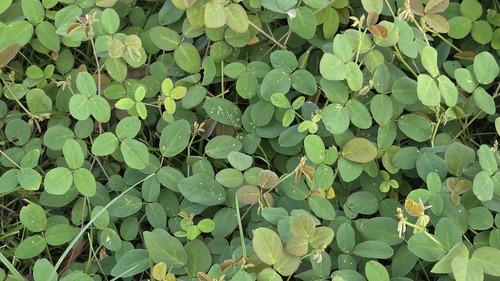 Desmodium scorpiurus, photograph 6
