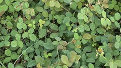 Desmodium scorpiurus, photograph (c) 胡正恆(Jackson Hu), some rights reserved (CC BY)