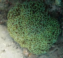 Fimbriaphyllia ancora