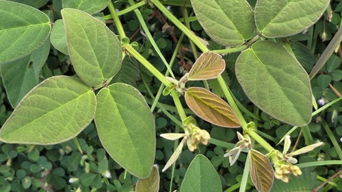 Desmodium scorpiurus, photograph 5