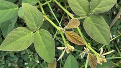 Desmodium scorpiurus, photograph (c) 胡正恆(Jackson Hu), some rights reserved (CC BY)