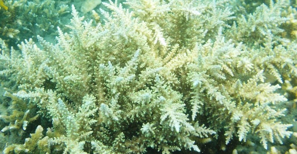 Acropora longicyathus