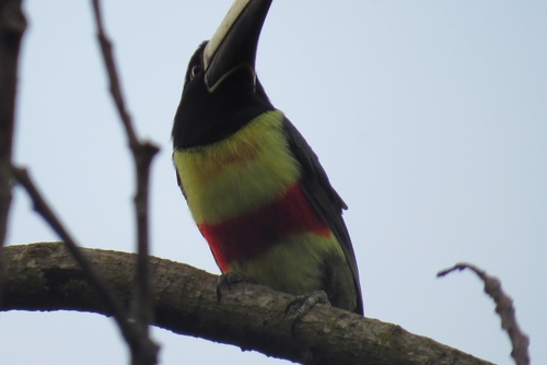 Black-necked Aracari