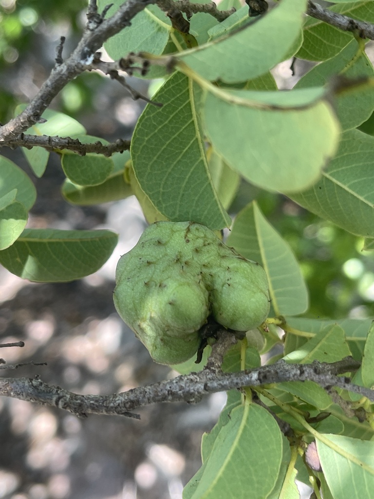 Annona bicolor