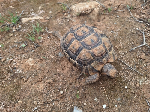 Greek Tortoise
