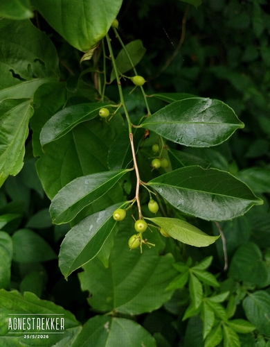 Celastrus hindsii observed 2026-05-25
