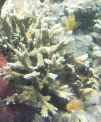 Acroporidae