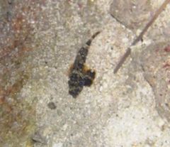 Synchiropus ocellatus