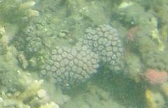 Galaxea fascicularis