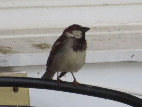 House Sparrow