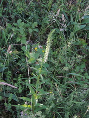 Digitalis micrantha