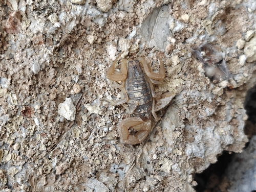 Mediterranean Checkered Scorpion