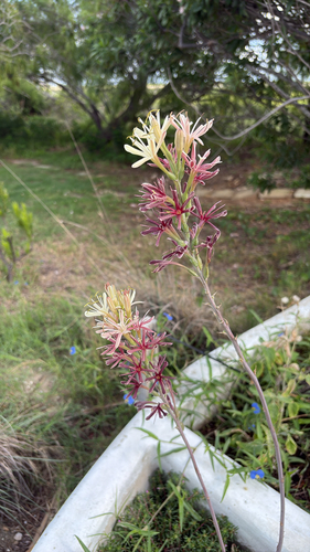 Manfreda maculosa (Hook.) Rose 4