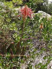 Aloe comptonii