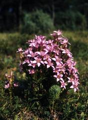 Gentianella aspera