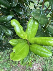 Pimenta racemosa