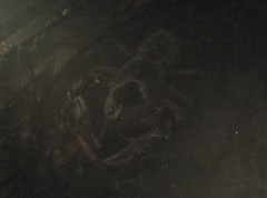 Euastacus hystricosus