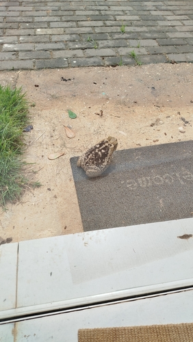 Cururu Toad