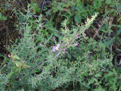 Ononis spinosa spinosa