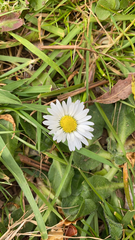 Bellis perennis