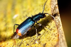 Clanoptilus spinipennis