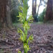 Yellow Leek Orchid - Photo (c) Michael Keogh, some rights reserved (CC BY-NC-SA), uploaded by Michael Keogh