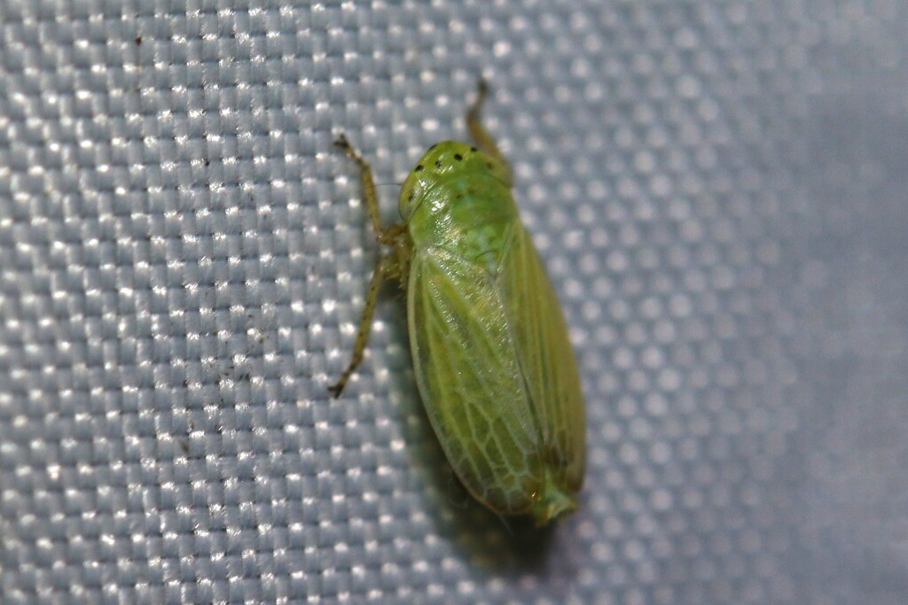 Leafhopper