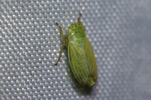Leafhopper
