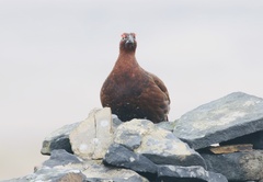 Lagopus lagopus scotica