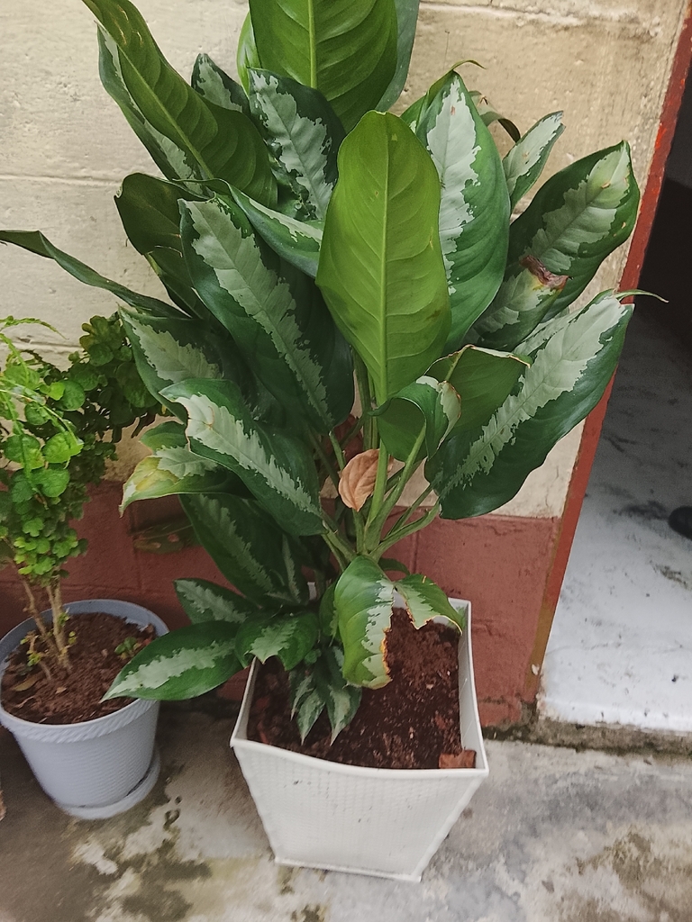 Large potted Aglaonema with broad upright leaves